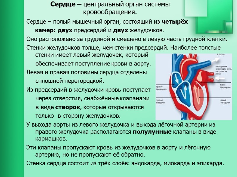 Сердце – центральный орган системы  кровообращения.    Сердце – полый мышечный